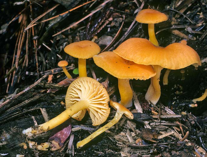 Chrysomphalina aurantiaca